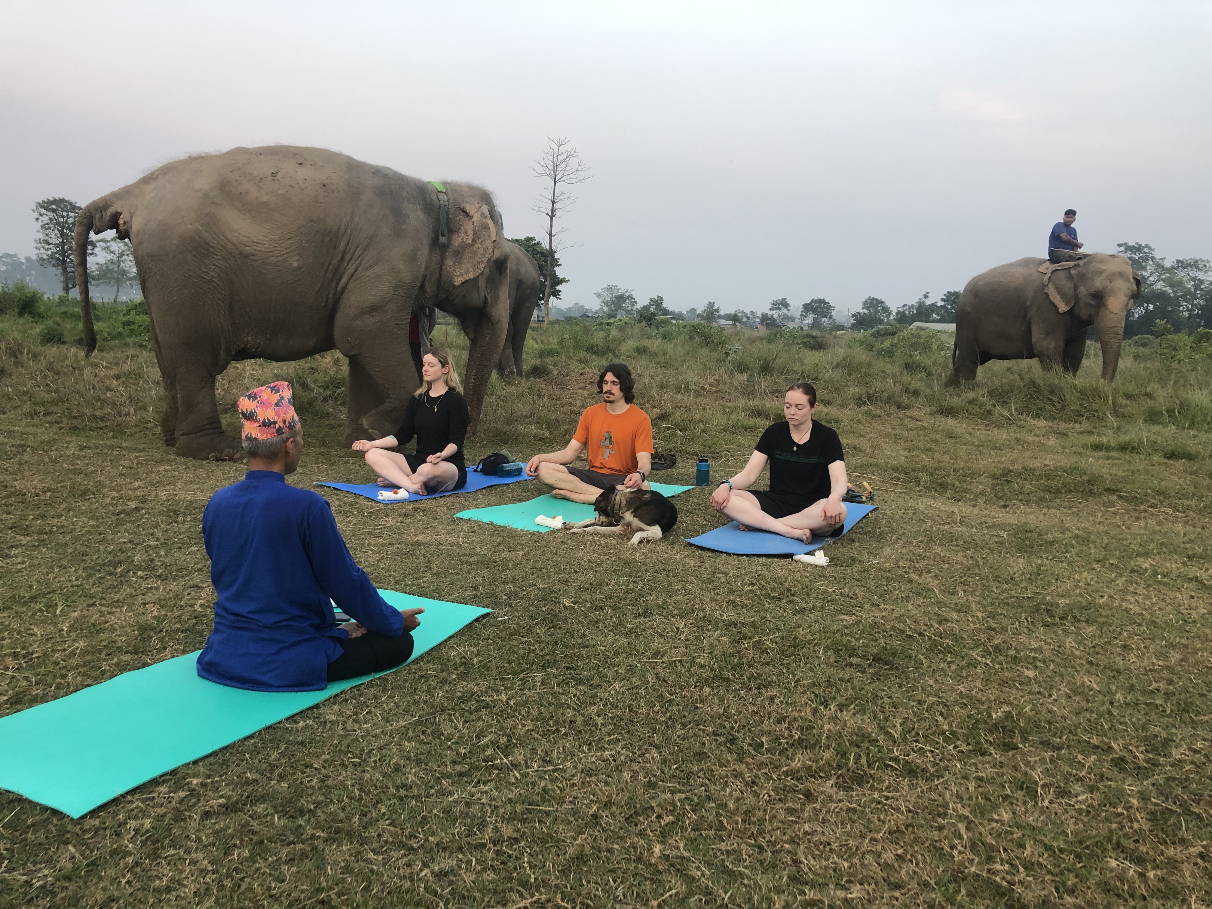 Meditation with Elephants